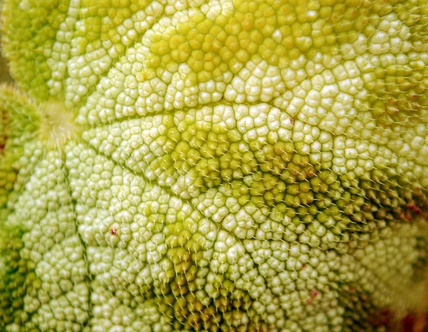 Leaf closeup — Stock Photo, Image