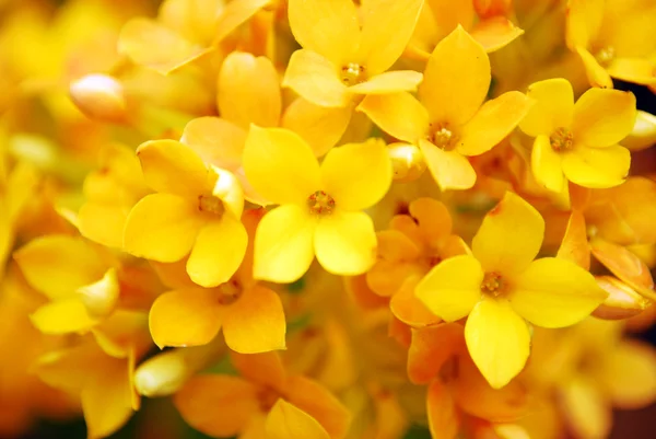 Flores Close-Up — Fotografia de Stock
