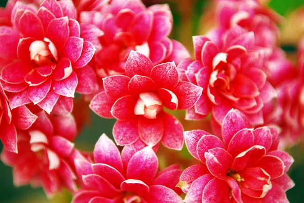 stock image Flowers Close-up