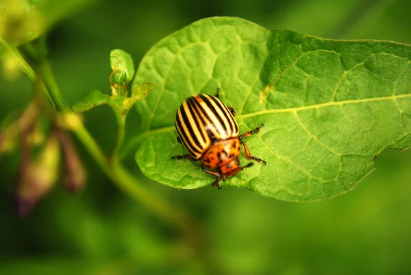 stock image Beetle