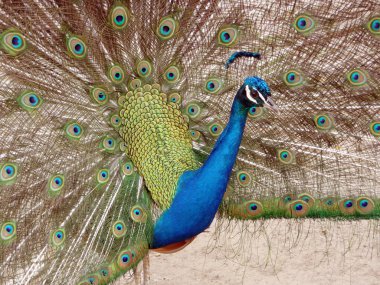 Peacock in Full Display clipart