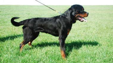 Rottweiler