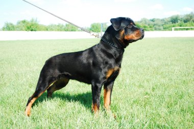 Rottweiler