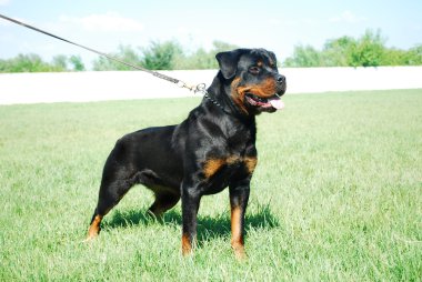 Rottweiler