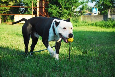 Amstaff