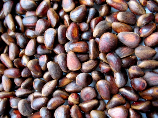 Cedar nut — Stock Photo, Image