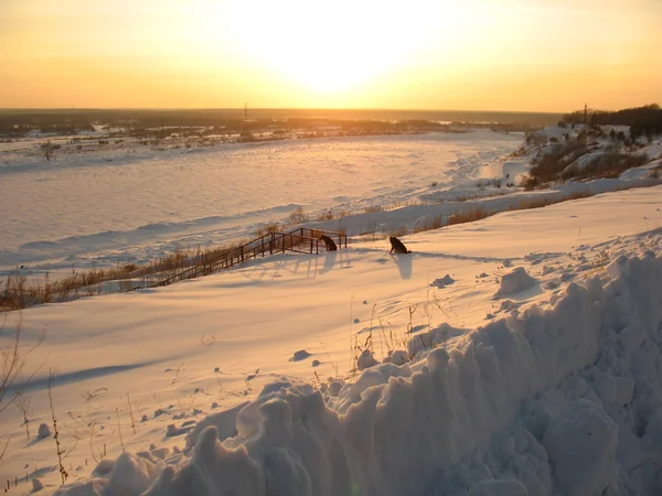 Twee honden op de oever van de rivier van de winter — Stockfoto