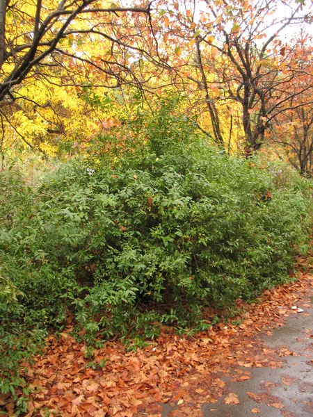 Осенняя листва — стоковое фото