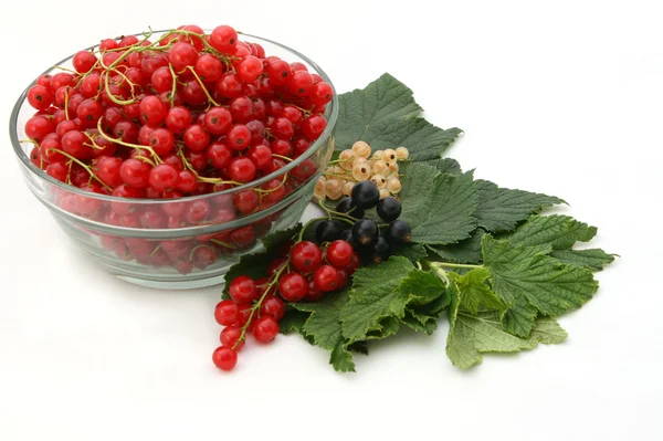 Red currant. — Stock Photo, Image