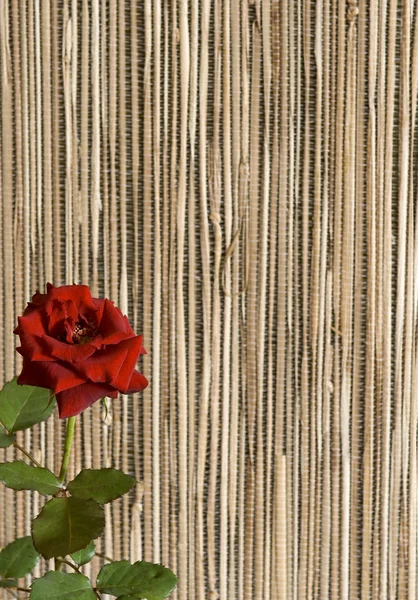 Rosa rossa su uno sfondo astratto . — Foto Stock