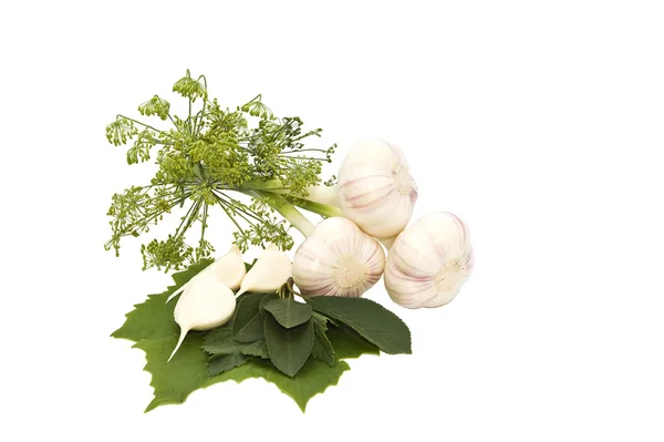 Garlic and dill on a white background. — Stock Photo, Image