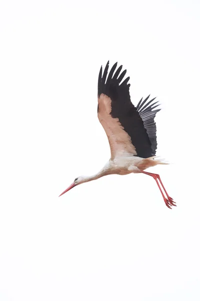 Stork flyger Stockfoto