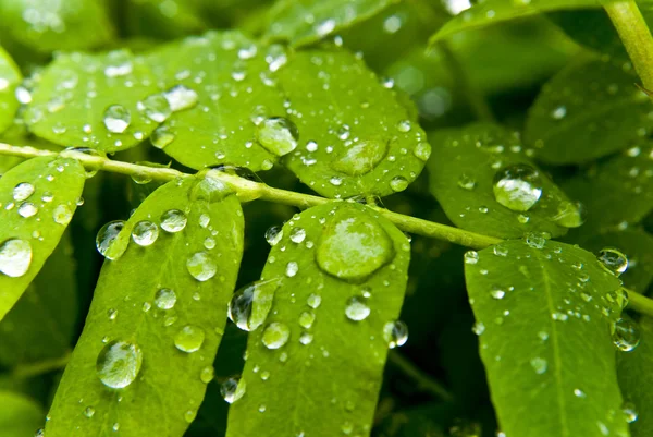 stock image Dew on leaf