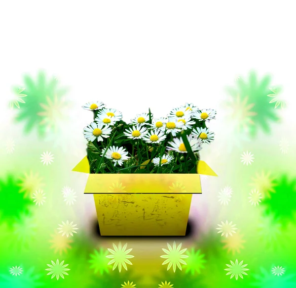 Bloemen — Stockfoto