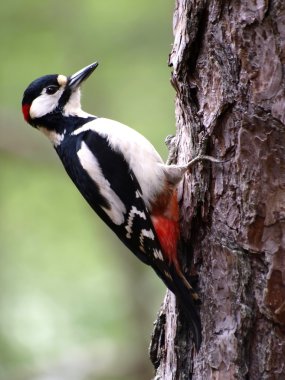 Woodpecker clipart