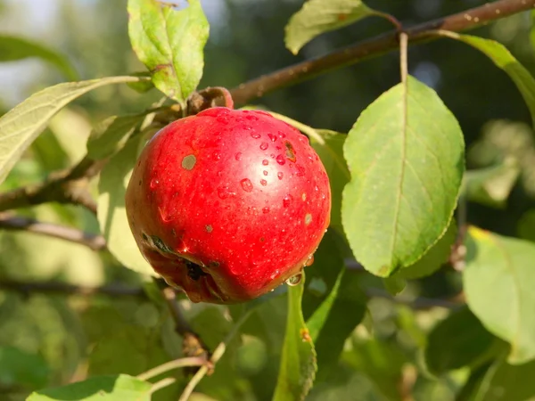 Apple in a Tree — Stock Photo, Image