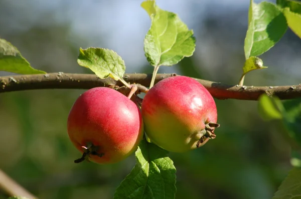 Frutos de manzana roja con hojas cortadas y verdes aisladas sobre fondo blanco — Foto de Stock