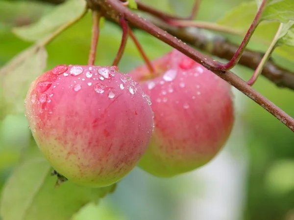 Frutos de manzana roja con hojas cortadas y verdes aisladas sobre fondo blanco — Foto de Stock