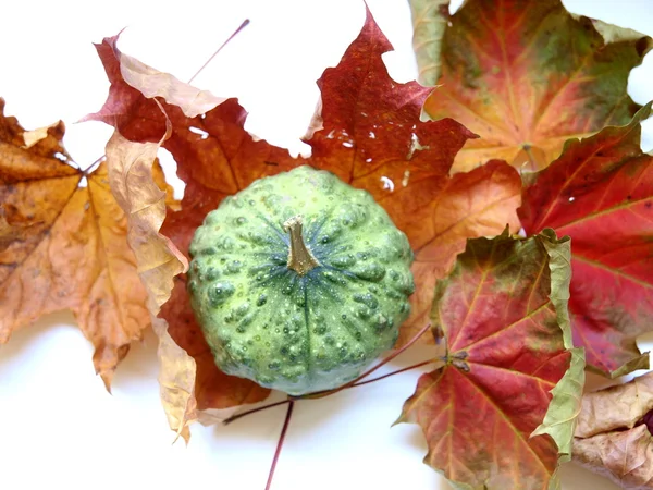 stock image Pumpkin