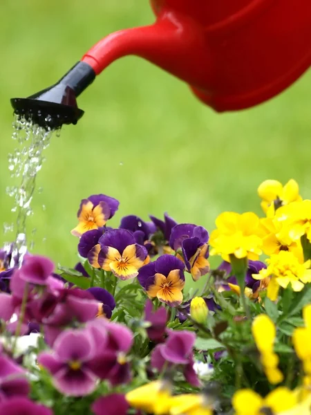 Vattna blommor — Stockfoto