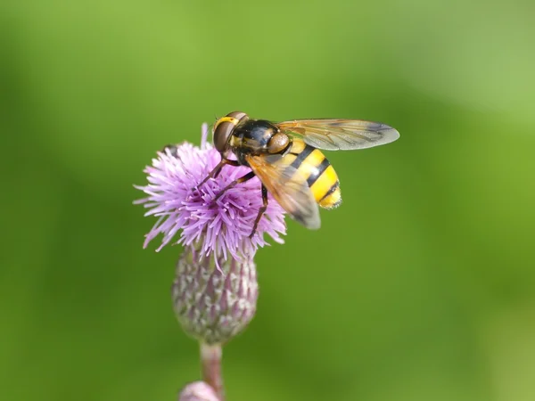 Unosić się w powietrzu mucha — Zdjęcie stockowe