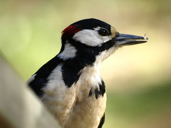 小斑的啄木鸟 — 图库照片
