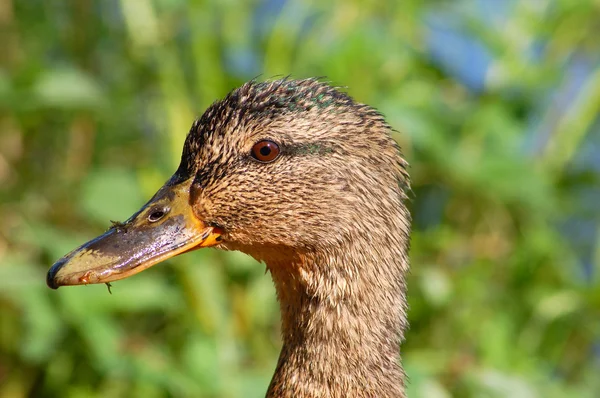A close up of a brown duck eating — Stock Photo, Image