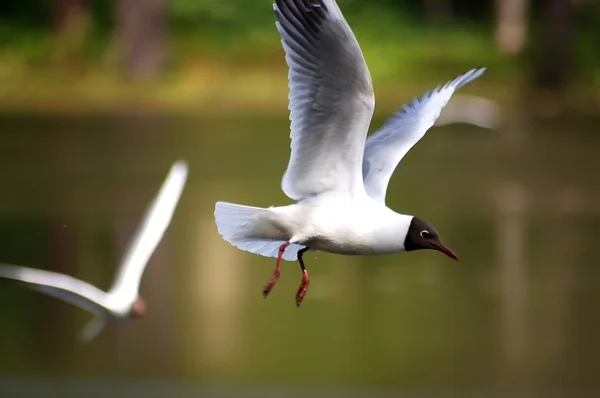 Gulls over the lake — Stock Photo, Image