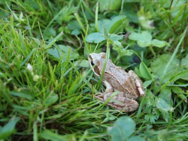 Küçük yeşil kurbağa çim yakın çekim