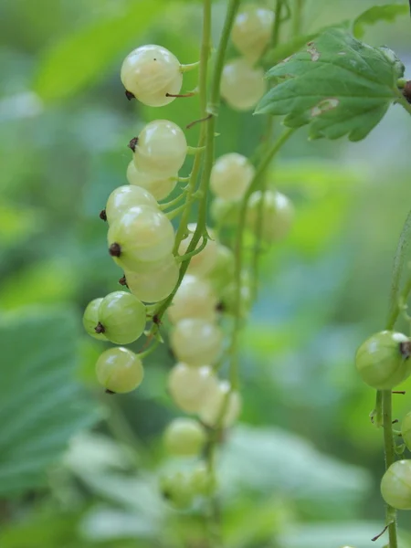 Спелые белые смородины в саду . — стоковое фото