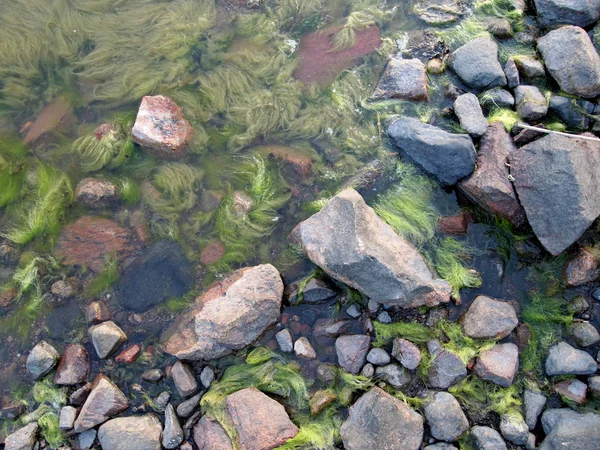 Stenar med alger på havsstranden. sammansättningen av naturen — Stockfoto