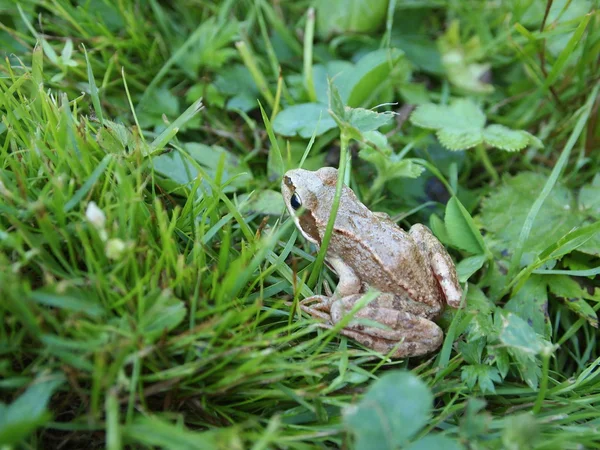 stock image Little green frog in the grass close up