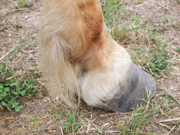 말의 발 굽 — 스톡 사진