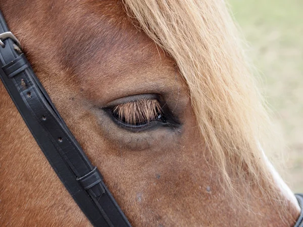 Ögat häst — Stockfoto