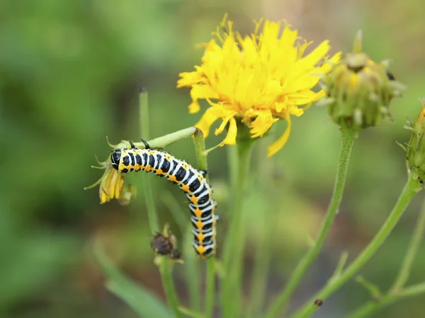 stock image Caterpillar on the yellow flower