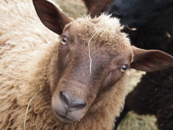 Πρόβατα πορτρέτο — Φωτογραφία Αρχείου