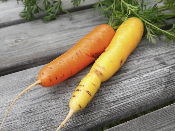 Желтая и оранжевая морковь — стоковое фото