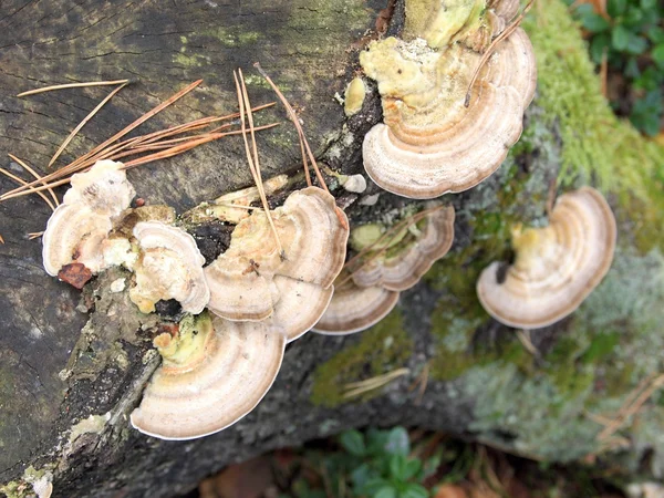 stock image White mushrooms