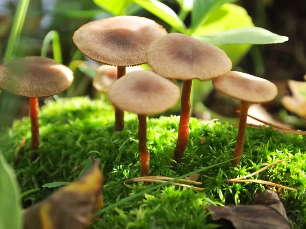 Pilze im Wald — Stockfoto