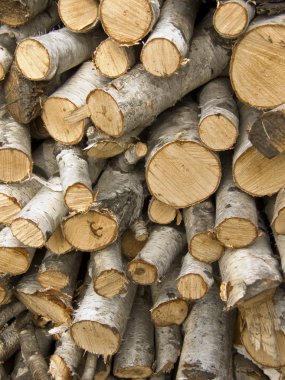 Birch logs clipart