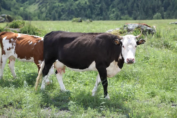 Корова — стокове фото