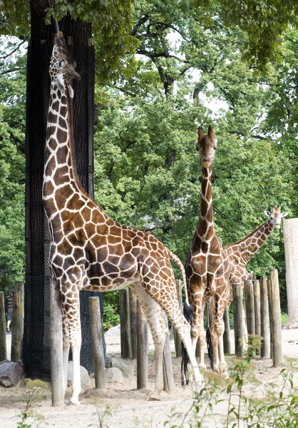 stock image Giraffes