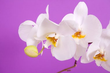 Beautiful orchid isolated on violet back