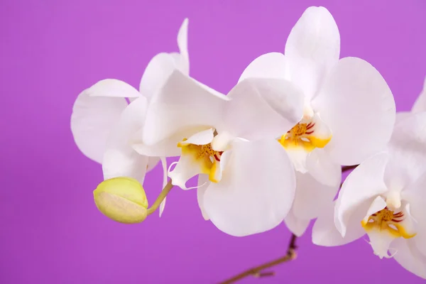 Schöne Orchidee isoliert auf violettem Rücken — Stockfoto
