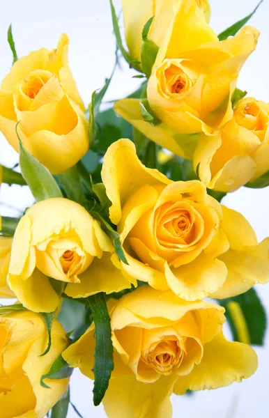 Куча жёлтых роз — стоковое фото