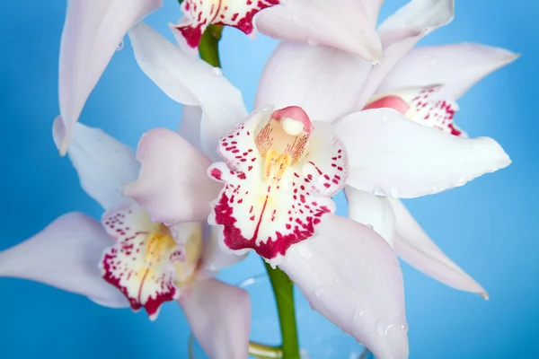 Beautiful orchid isolated on blue backgr — Stock Photo, Image