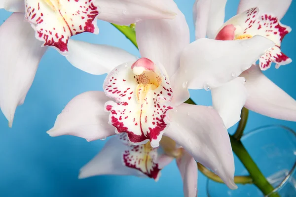 Schöne Orchidee mit Tautropfen — Stockfoto