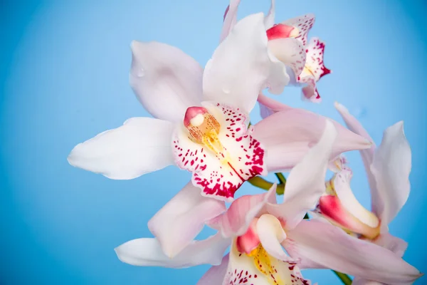 Orquídea bonita isolada em backg branco — Fotografia de Stock