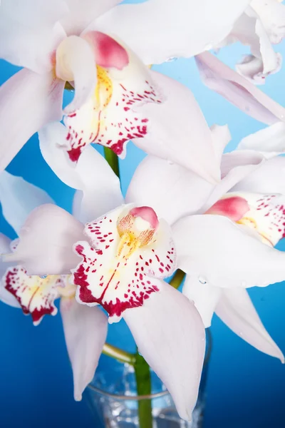 Primo piano di un'orchidea viola isolata su — Foto Stock