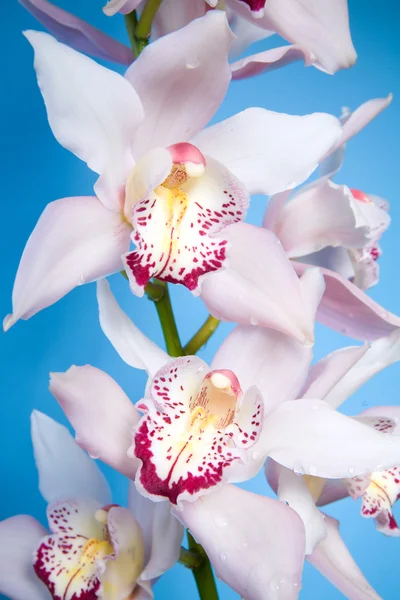 Gyönyörű orchidea elszigetelt fehér főleg CIG — Stock Fotó